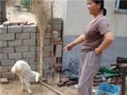 Bóng đá anh, ngoại hạng anh, lịch thi đấu euro 2012, Cừu hai chân